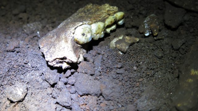 Revolutionary Findings from Ancient Dental Analysis: New Insights on Homo Naledi