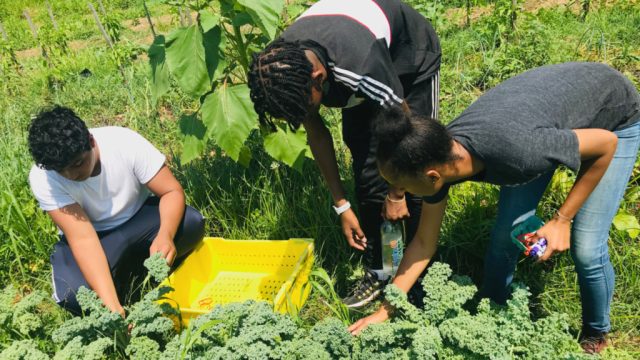 Reviving Roots: The Importance of Community Farming for the African Diaspora | hoki188 net, live cas
