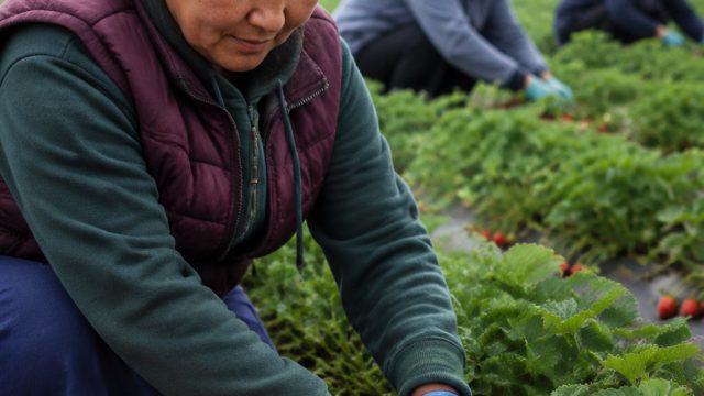 Central Asian Workers: The Backbone of UK Strawberry Harvests Post-Brexit
