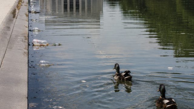 Reflecting Pool Under Fire: Vandalism and Wildlife Concerns Intensify