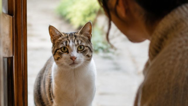 Unexpected Feline Encounter: How a Cat Chooses Its Humans | alienoid, gambar monopoli mainan, olx777