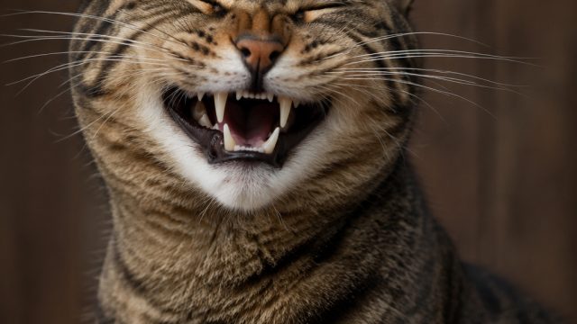 The Fierce Feline Showcase: Cats Flaunting Their Impressive Grins | casumo casino, cek pengeluaran s