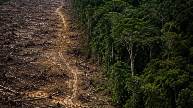 Understanding Global Deforestation: The Hidden Costs of Trade | zonagaming77, rtp all slot