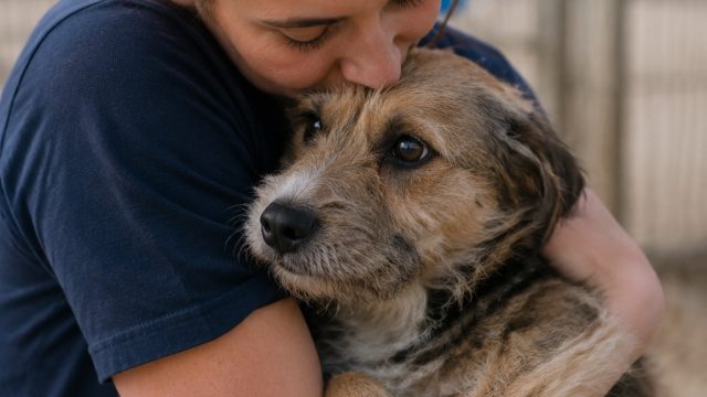 Molly's Rescue: A Heartwarming Tale of Hope and Healing | raja 328 shopeeslot, bos88 rtp, prediksi s