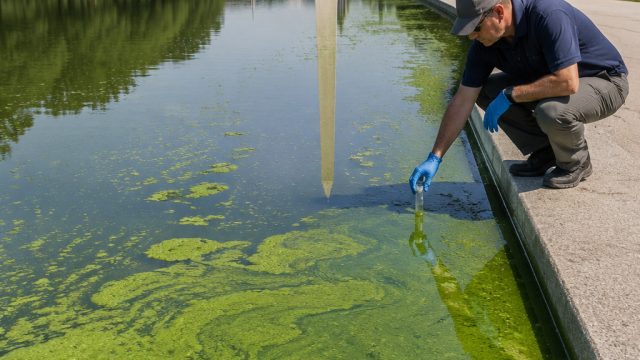 The Growing Algae Crisis: Implications Beyond Trump's Reflecting Pool
